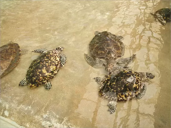 Bequia, St. Vincent & The Grenadines. Old Hegg Turtle Sanctuary