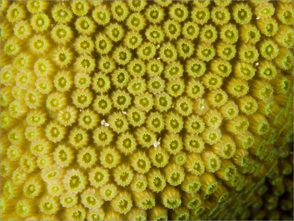 Great Star Coral (Montastraea cavernosa) BONAIRE, Netherlands Antilles, Caribbean