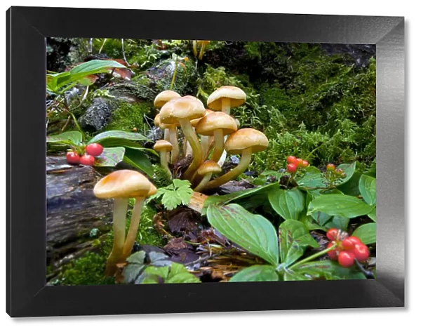 Canada, British Columbia, Bowron Lakes Provincial Park. Bunchberry (Cornus canadensis)