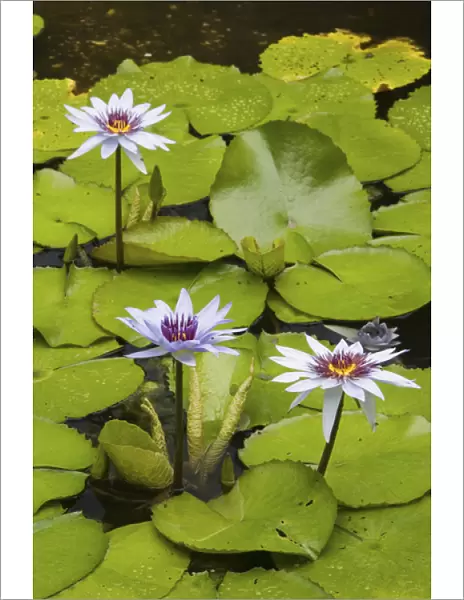 CAYMAN ISLANDS - GRAND CAYMAN - Frank Sound: Queen Elizabeth 2 Botanic Park - Lilly Pond