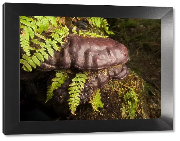 Fern enveloped by fungus, Stanley Park, British Columbia