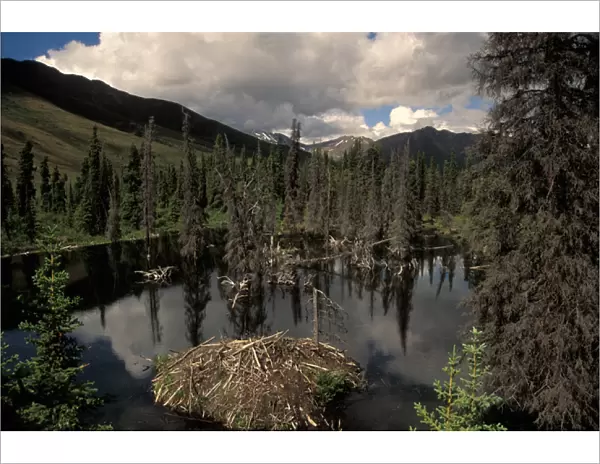 beaver lodge off the Dempster highway, Yukon, Canada