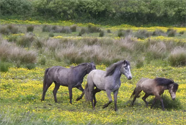 In Western Ireland, three horses run in a bright field of yellow wildflowers in the