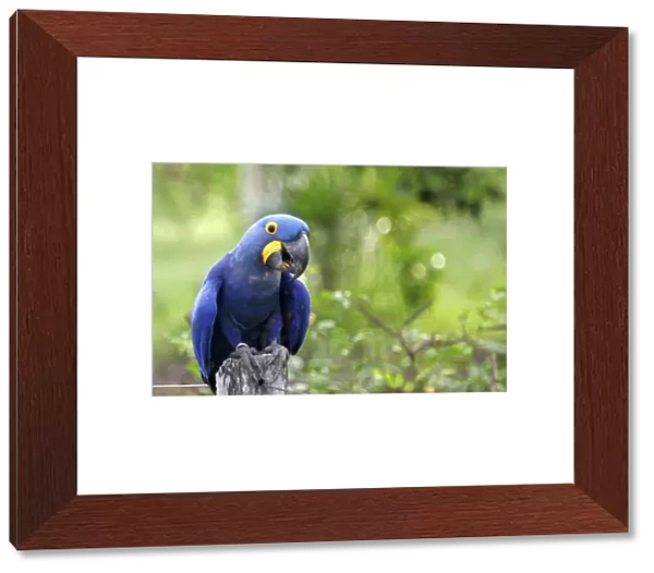 South America, Brazil, Pantanal. The endangered Hyacinth Macaw at home in the Pantanal
