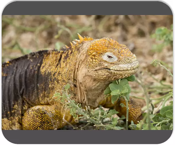 Ecuador, Galapagos, North Seymour. Land iguana (Conolophus subcristatus), endemic species