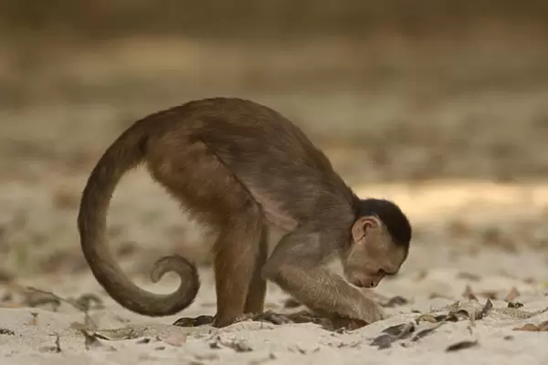 White-fronted capuchin monkey digging on the beach for food (Cebus albifrons) WILD