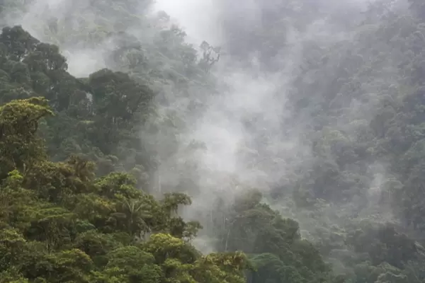 Overview of the cloud forest, Andes Mountains, Tandayapa Birding Lodge, Ecuador