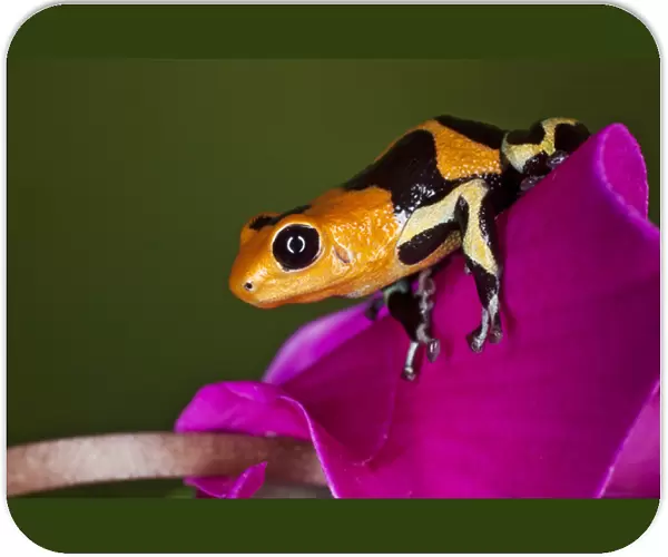 Imitator Dart Frog, Ranitomeya imitator, Peru