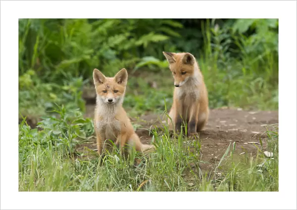 North America, USA, Alaska, McNeil River. Red Fox