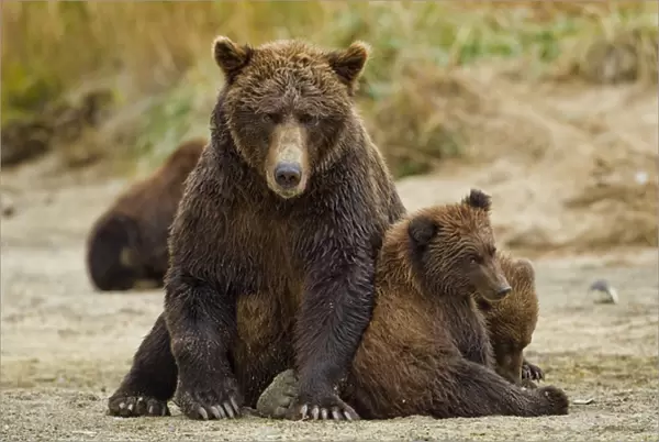 USA, Alaska, Katmai National Park, Grizzly Bear (Ursus arctos) sow and cubs resting