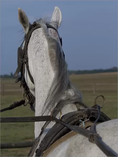 Hungary, Kalocsa, Puszta region. Traditional Hungarian horse ranch Bakodpuszta Equesdtrian Center