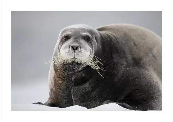 Norway, Svalbard, Nordaustlandet, Bearded Seal (Erignathus barbatus) resting on pan