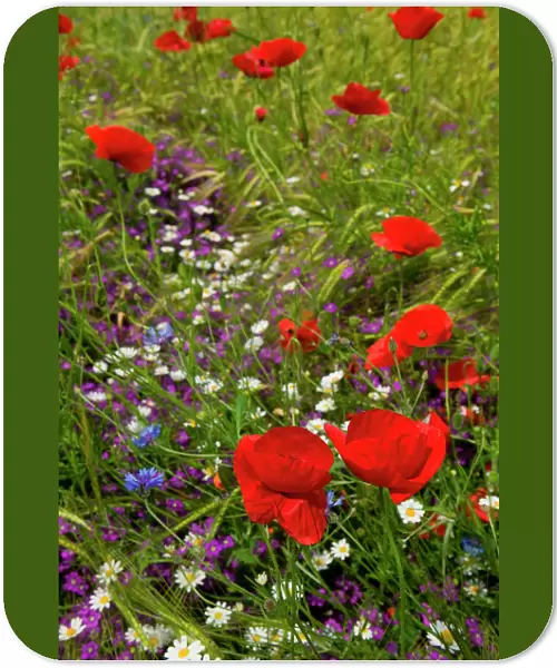 poppy flowers, istria, croatia, eastern europe. balkan, europe