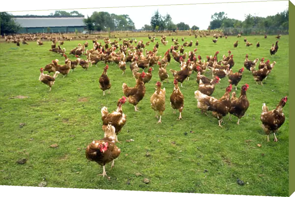 Free Range Hens on Organic Farm