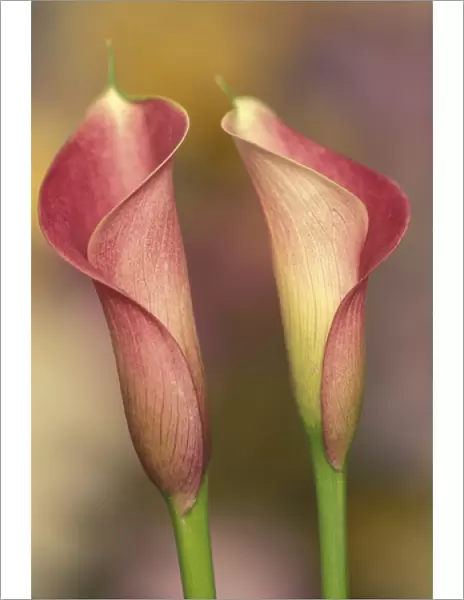 Calla lily (Araceae spp. )