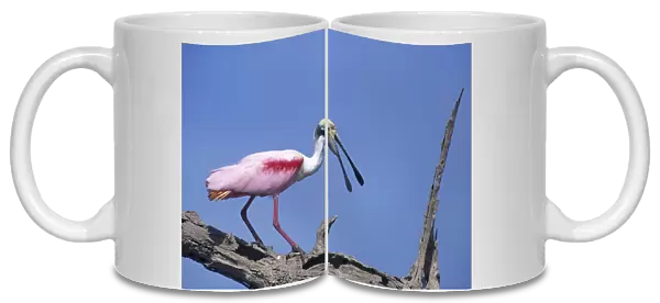 05. Spoonbill Perched on Snag