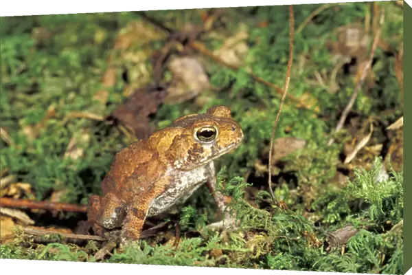 NA, USA, Tennesee, Smoky Mountain NP American toad (Bufo americanus) on moss