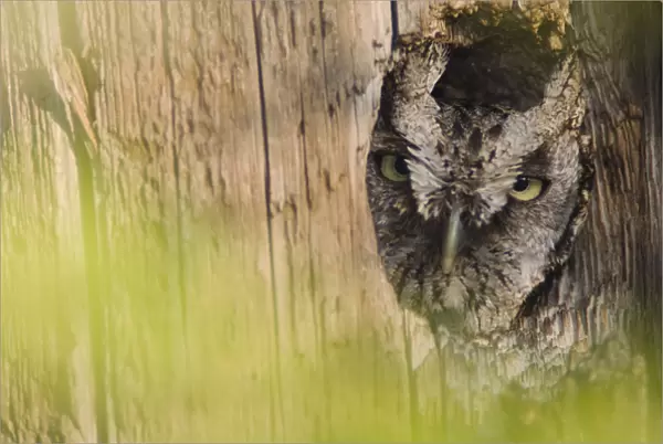 Eastern Screech-Owl, Megascops asio, adult in nest hole, Willacy County, Rio Grande Valley