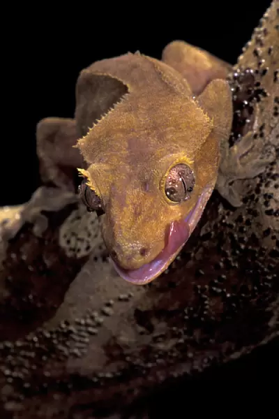 South Pacific, New Caledonia. Crested Gecko (Phacodaelvlus cilialus)