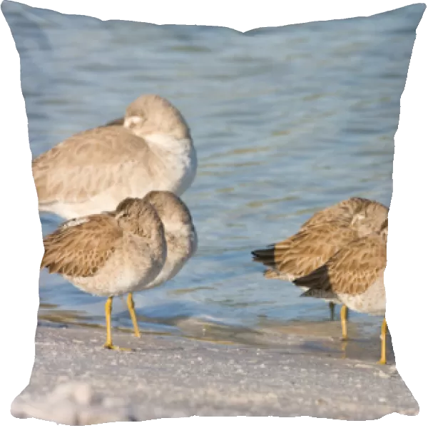 Short-billed dowitchers and a willets rest on North Beach at Fort De Soto Park in Pinellas County