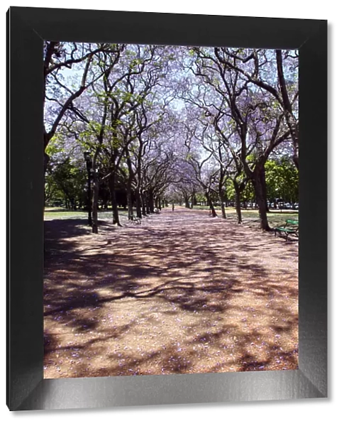 Argentina, Buenos Aires, Palermo, Parque 3 de Febrero, Jacarandas trees bloom in