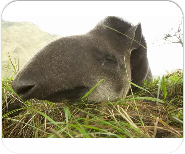 South America, Ecuador, Banos, tapir in Ecozoologico San Martin