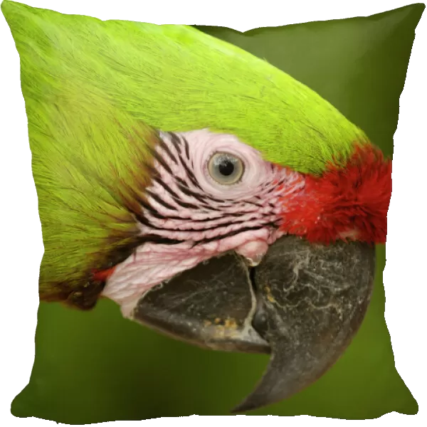 Military macaw (Ara militaris) CAPTIVE Amazon Rain Forest. ECUADOR. South America