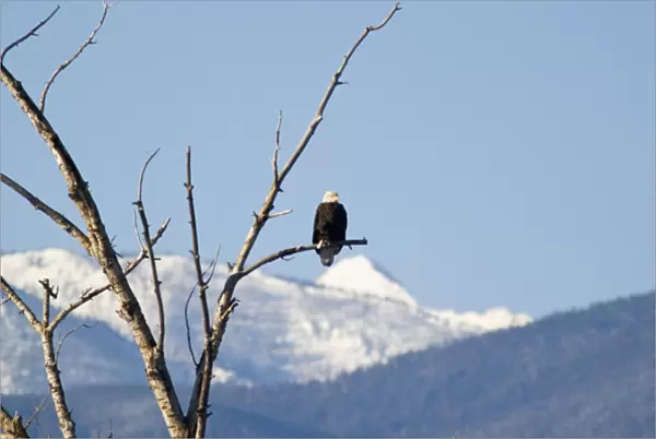 Bald Eagle in treetop with the Bitterroot Mountains near Florence Montana