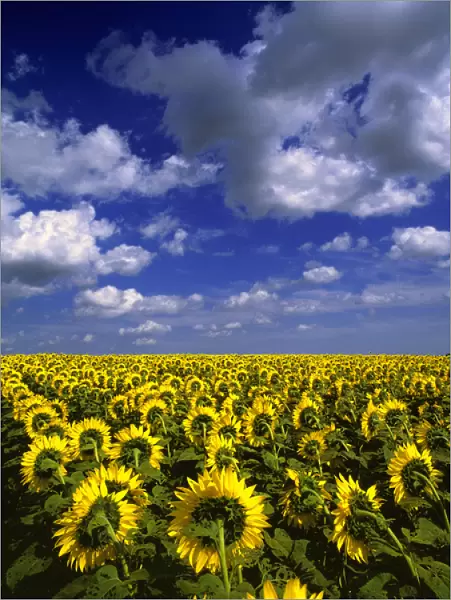 USA, North Dakota, Cass Co. These sunflowers appear to be marching to the horizon in Cass County