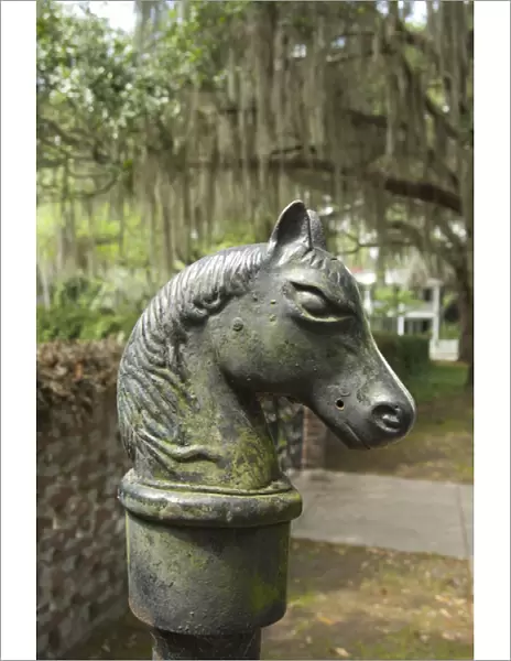 South Carolina, Beaufort. Antique horse head carriage hitch, Southern Live Oak trees