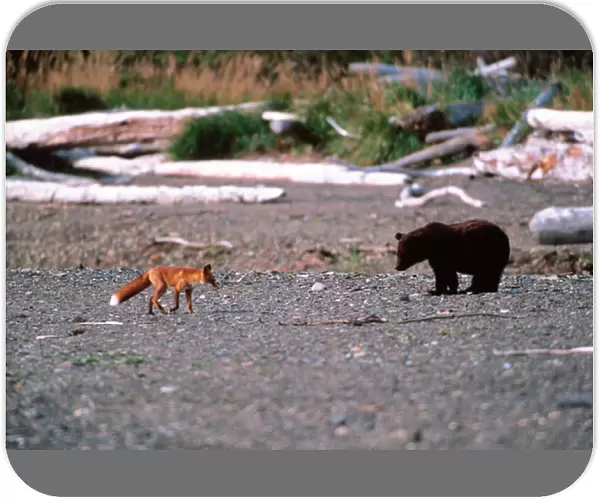 Red Fox, Vulpes vulpes, Brown Bear, Ursus Arctos, Alaska Penensila, Alaska, Red Fox