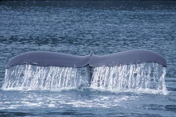 Alaska, Humpback Whale