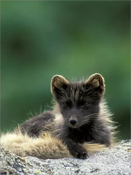 NA, USA, Alaska, Pribilofs, St. Paul Island An arctic fox in its dark colored