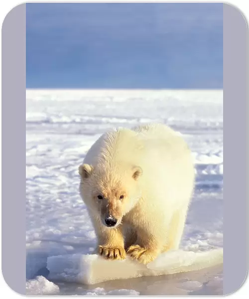 polar bear, Ursus maritimus, cub on the pack ice of the frozen coastal plain, 1002