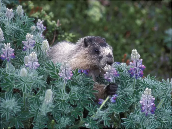 hoary marmot, Marmota caligata, feeding on silky lupine, Lupinus sericeus, Exit Glacier