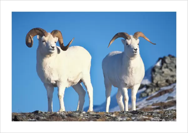 dall sheep, Ovis dalli, pair of rams on Mount Margaret, Denali National Park, interior