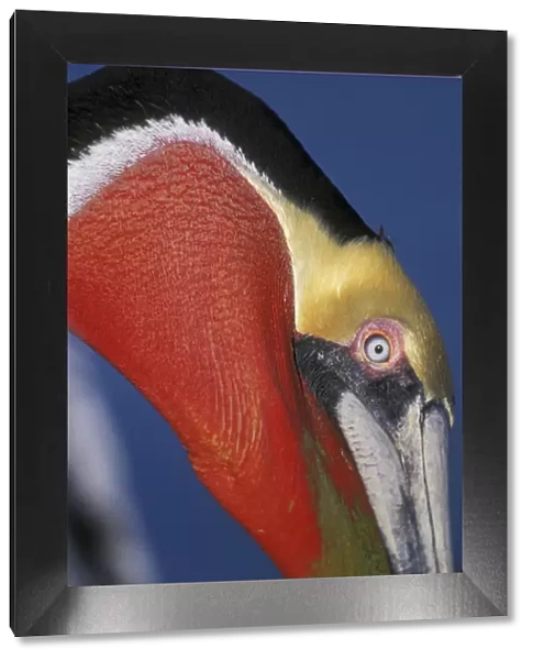 USA, California, La Jolla. Brown pelican in bright breeding plumage with red bill pouch