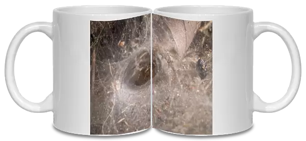 Funnel web and spider, Los Angeles, CA