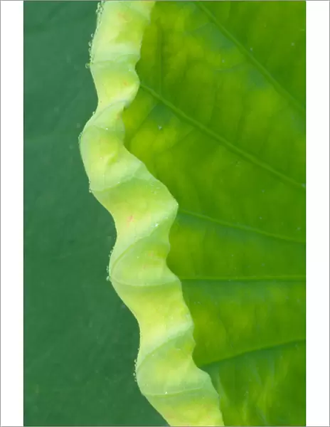 United States, DC, Washington, Kenilworth Aquatic Gardens Edge of lotus leaf uncurling