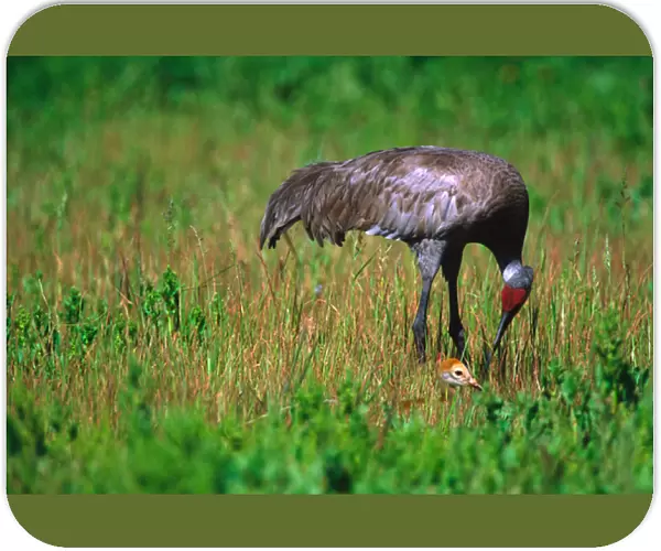 Sandhill Crane (Grus canadensis) with chick. USA, Florida, Myakka River State Park