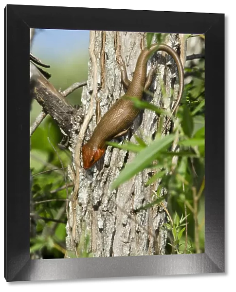 Broadhead Skink (Eumeces laticeps) Male The Orianne Indigo Snake Preserve