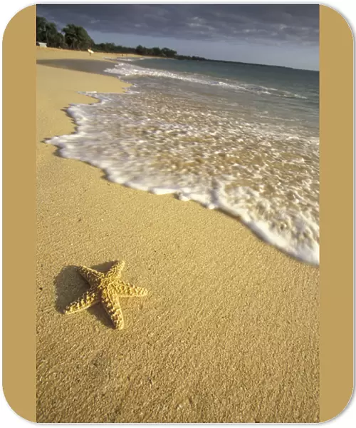USA, Hawaii, Maui, Makena Beach Starfish and surf