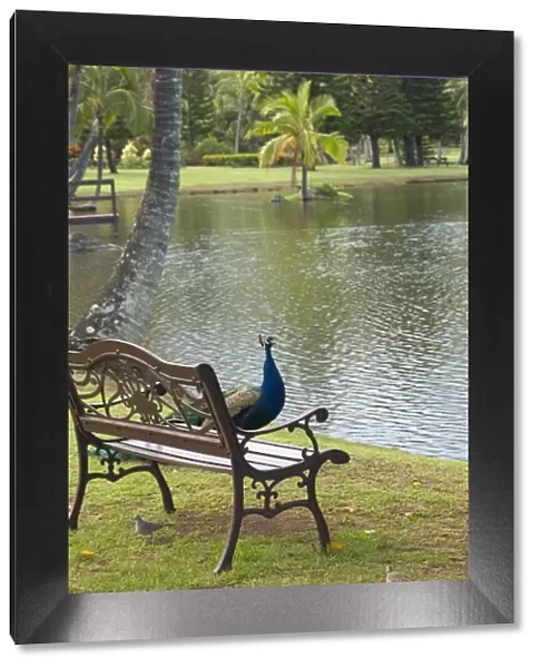 USA, Hawaii, Kauai, peacock at the Smith Family Luau Garden Grounds