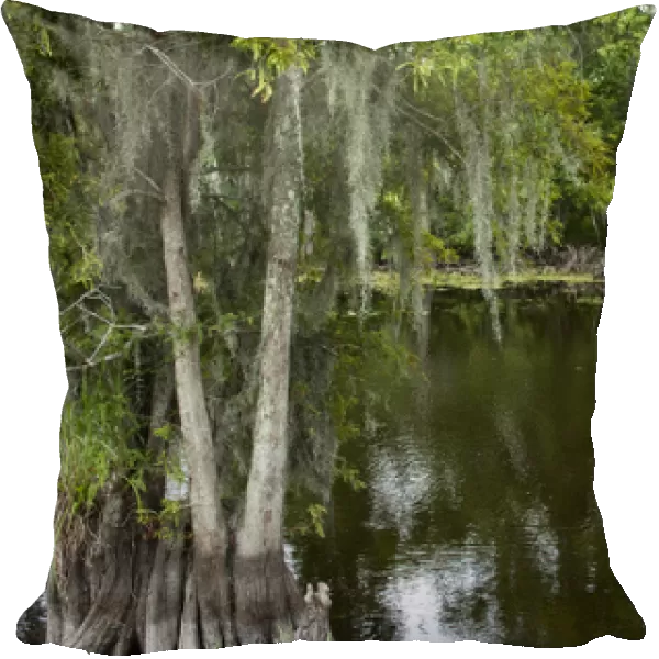 USA, Louisiana, New Orleans, Cypress forest lining bayou along Highway 61 on summer