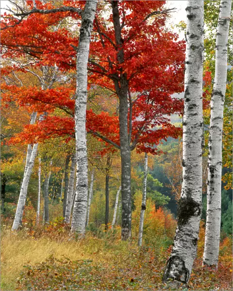 USA, Maine, Wyman Lake. Forest of birch and maples in autumn colors. Credit as: Steve