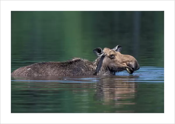 Baxter S. P. ME Moose, Alces alces. Feeding at Sandy Stream Pond. June