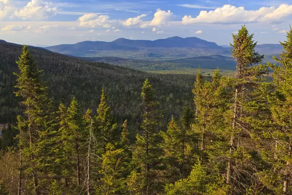 View of spruce trees and the distant Bigelow Range from the Appalachian Trail