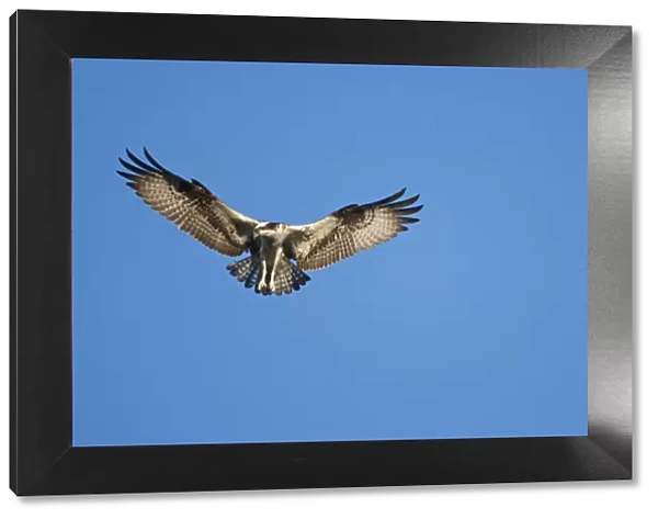 USA, Maine, Acadia National Park, Peregrine Falcon (Falco peregrinus) hovering in
