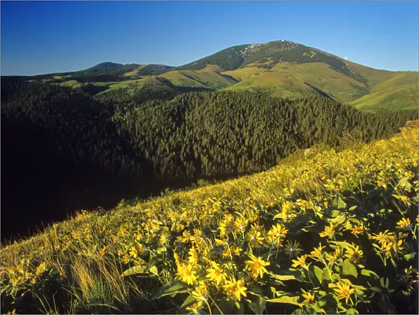 Arrowleaf balsomroot wildflowers in the Highwood Mountains in the Lewis and Clark National Forest
