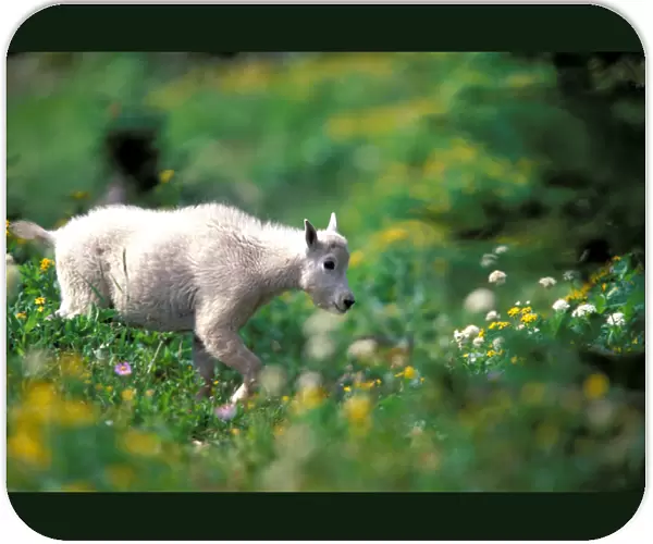 North America, USA, Montana, Glacier National Park. Mountain Goat (Oreamnos americanus)